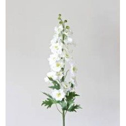 بذور نبات العايق الأبيض-Delphinum ajacis-نبات العائق بذور نبات العايق الأبيض-Delphinum ajacis-نبات العائق