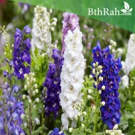 بذور نبات العايق ألوان ميكس -Delphinum-نبات العائق بذور نبات العايق ألوان ميكس -Delphinum-نبات العائق