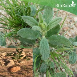 بذور الإرقة أو الجريد المصاحب للفقع -Helianthemum