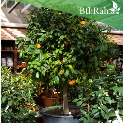 بذور ليمون فولكامارينا-Citrus volkameriana بذور ليمون فولكامارينا-Citrus volkameriana