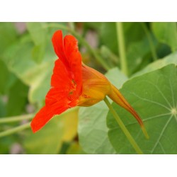 بذور زهرة ابو خنجر  ( tropaeolum majus )  بذور زهرة ابو خنجر  ( tropaeolum majus )