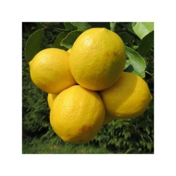 بذور ليمون فولكامارينا-Citrus volkameriana بذور ليمون فولكامارينا-Citrus volkameriana