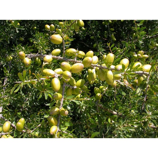 بذور شجرة الأركان - Argania spinosa بذور شجرة الأركان - Argania spinosa