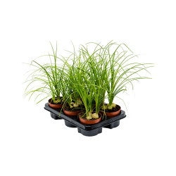 بذور رجل الفيل (Nolina recurvata) بذور رجل الفيل (Nolina recurvata)