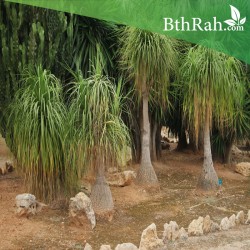 بذور رجل الفيل (Nolina recurvata) بذور رجل الفيل (Nolina recurvata)