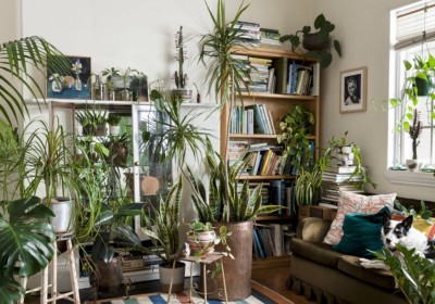 النباتات الداخلية وعلاقتها بالتوازن البيئي النباتات الداخلية وعلاقتها بالتوازن البيئي