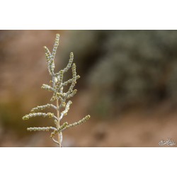 بذور نبات العجرم Anabasis lachnantha