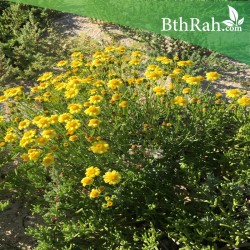 بذور عشبة الجرجار-Senecio glaucus