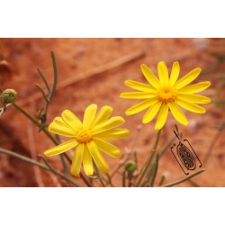 بذور عشبة الجرجار-Senecio glaucus