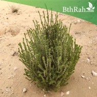 عشبة الحاذ-cornulaca monacantha عشبة الحاذ-cornulaca monacantha