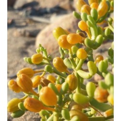 بذور عشبة الهرم-Zygophyllum