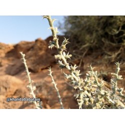 عشبة الحاذ-cornulaca monacantha