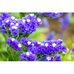 بذور العويذران MIX-Limonium sinuatum