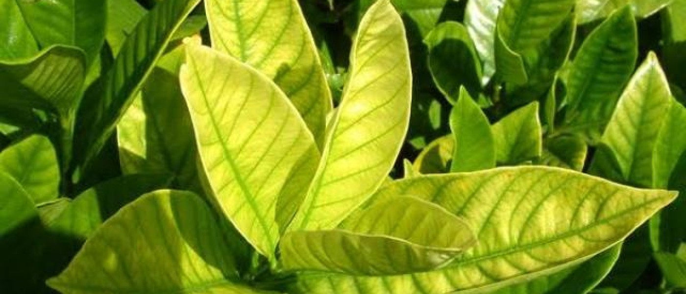 نقص الكالسيوم في النباتات-Signs of calcium deficiency in plants