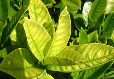 نقص الكالسيوم في النباتات-Signs of calcium deficiency in plants نقص الكالسيوم في النباتات-Signs of calcium deficiency in plants