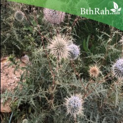 بذور نبات شوك الجمل Echinops spinosissimus
