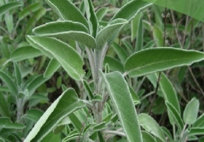 المرامية -شاي المرامية المرامية -شاي المرامية