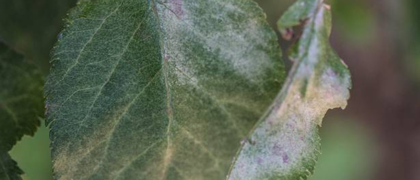 البياض الدقيقي-Powdery Mildew