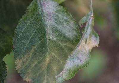 البياض الدقيقي-Powdery Mildew