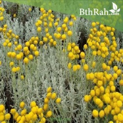 بذور القيصوم بذور القيصوم