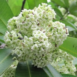 بذور شجرة المليون زهرة - ألستونيا - Alstonia scholaris بذور شجرة المليون زهرة - ألستونيا - Alstonia scholaris