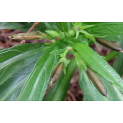 بذور رويليا ( البتونيا البرية )Ruellia tuberosa 