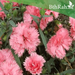 بذور زهور قرنفل قرمزي بلدي Carnation Giant Pink بذور زهور قرنفل قرمزي بلدي Carnation Giant Pink