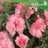بذور زهور قرنفل قرمزي بلدي Carnation Giant Pink