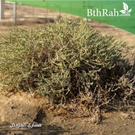 بذور الثرمد-salsola imbricata بذور الثرمد-salsola imbricata