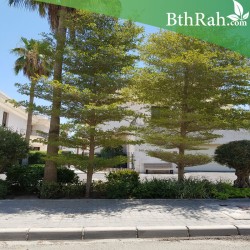 بذور ترمناليا منتالي-Terminalia Mantaly بذور ترمناليا منتالي-Terminalia Mantaly