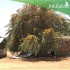 بذور شجرة الفرفارة tecomella undulata