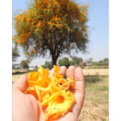 بذور شجرة الفرفارة tecomella undulata