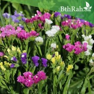 بذور العويذران MIX-Limonium sinuatum
