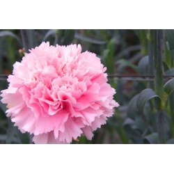 بذور زهور قرنفل قرمزي بلدي Carnation Giant Pink بذور زهور قرنفل قرمزي بلدي Carnation Giant Pink