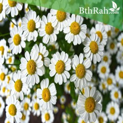 بذور البابونج بذور البابونج