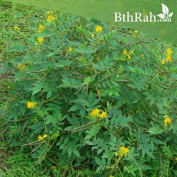 بذور كاسيا اوكدنتاليس بذور كاسيا اوكدنتاليس