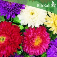 بذور الأستر ميكس - ASTRO PRINCIPESSA in miscuglio بذور الأستر ميكس - ASTRO PRINCIPESSA in miscuglio