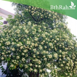 بذور شجرة المليون زهرة - ألستونيا - Alstonia scholaris بذور شجرة المليون زهرة - ألستونيا - Alstonia scholaris