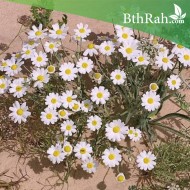بذور القحويان بذور القحويان