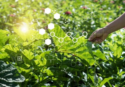 تكنولوجيا النانو في الزراعة تكنولوجيا النانو في الزراعة