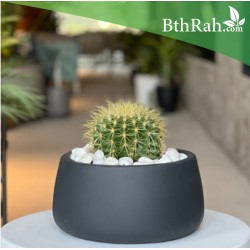 بذور صبار عمة القاضي-Echinocactus grusonii بذور صبار عمة القاضي-Echinocactus grusonii