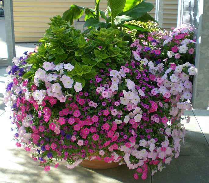 بذور زهور البتونيا (الوان متعددة) Petunia hybrida - 100