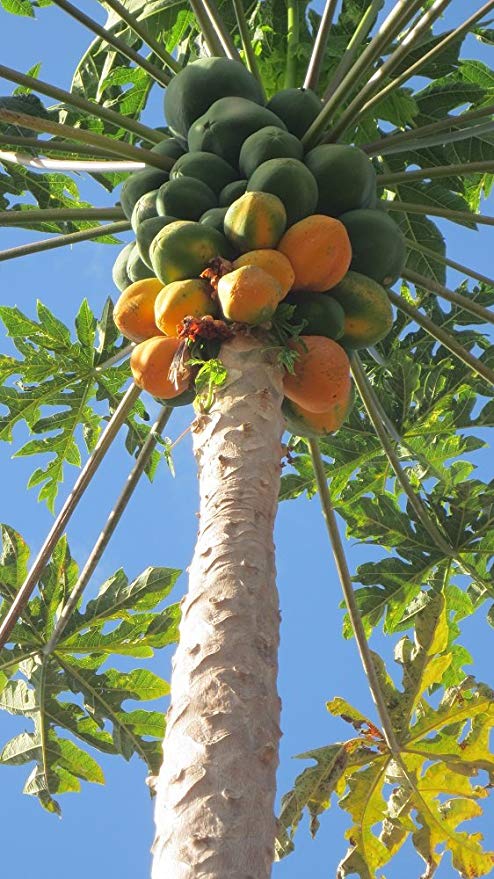 زراعة بلد الطيوب